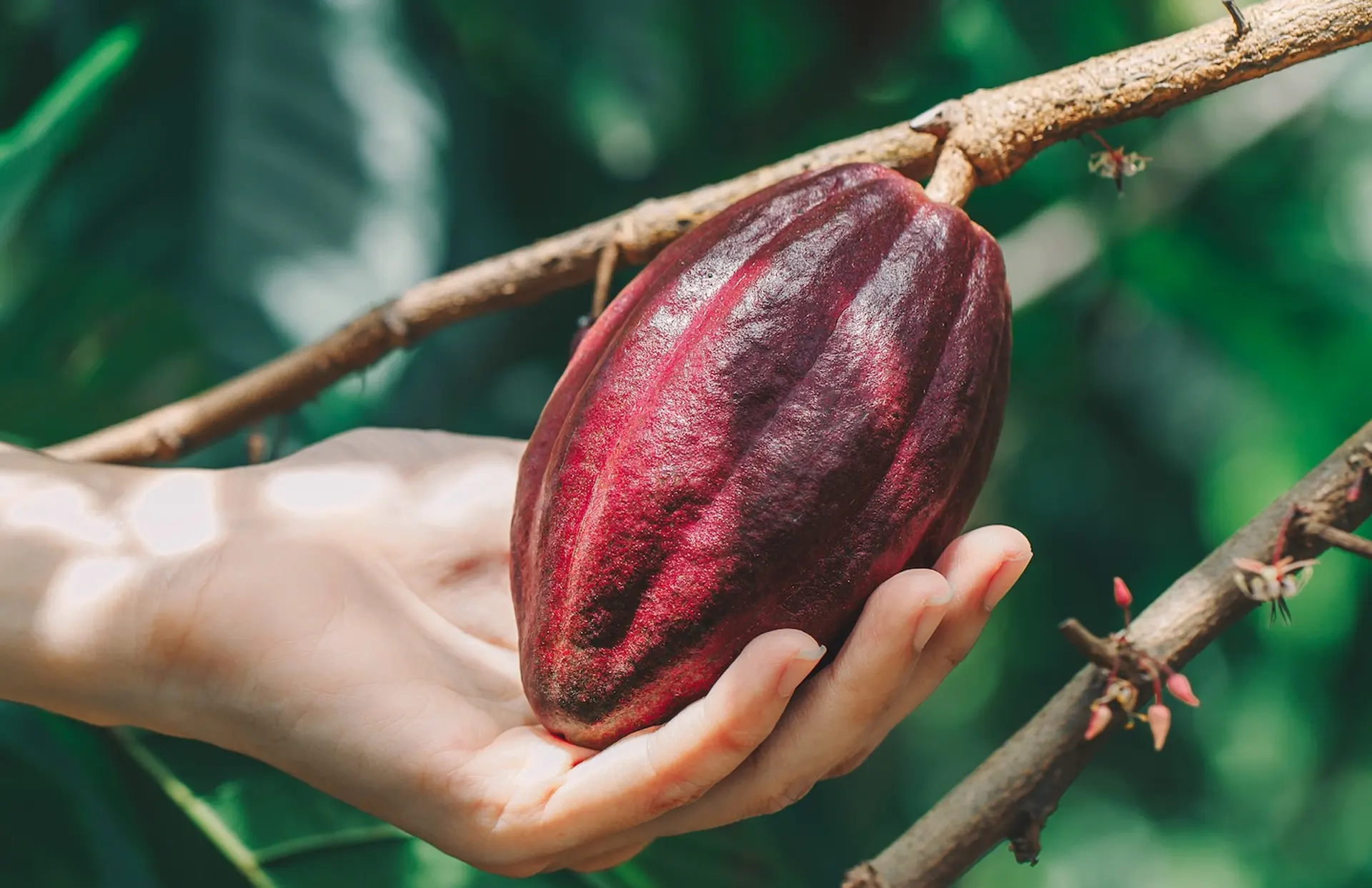 iyiki-agro-palete-cocoa-products-2026-01